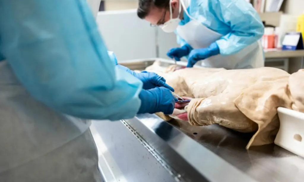 Real Embalming Process What’s the Purpose of Embalming